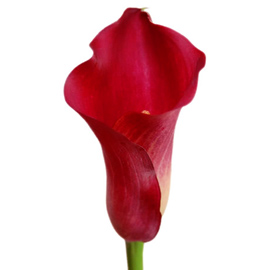 گل شیپوری قرمز