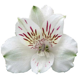 گل آلسترومریا سفید