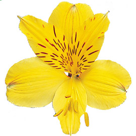 گل آلسترومریا زرد