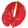 گل آنتوریوم قرمز