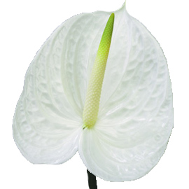 گل آنتوریوم سفید