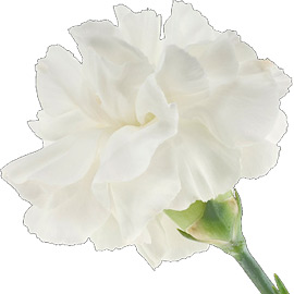 گل میخک سفید
