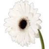 گل ژربرا سفید