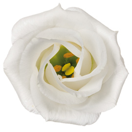 گل لیسیانتوس سفید