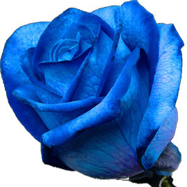 گل رز آبی