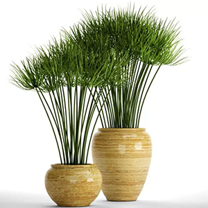 گیاه پنجه کلاغی یا نخل مرداب