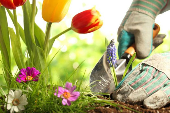 نگهداری از گیاهان