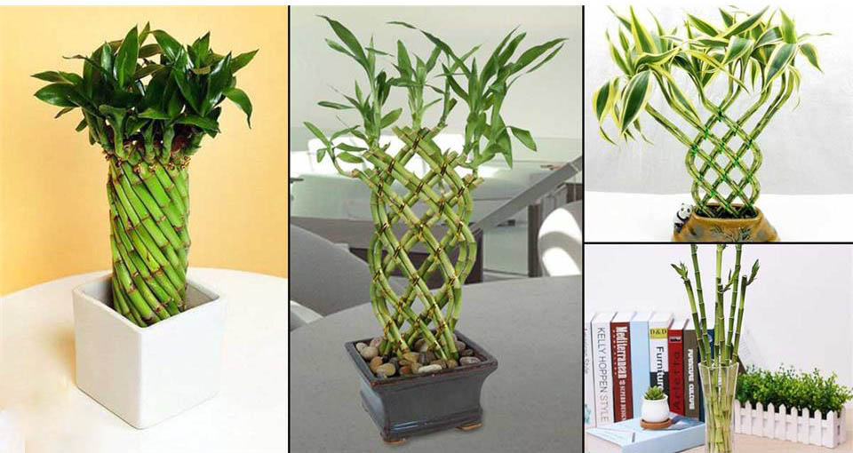 انواع روش های شکل دادن به گیاه بامبو