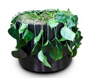 آبیاری بیش از حد