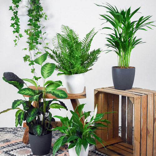 گیاهان تصفیه کننده هوا