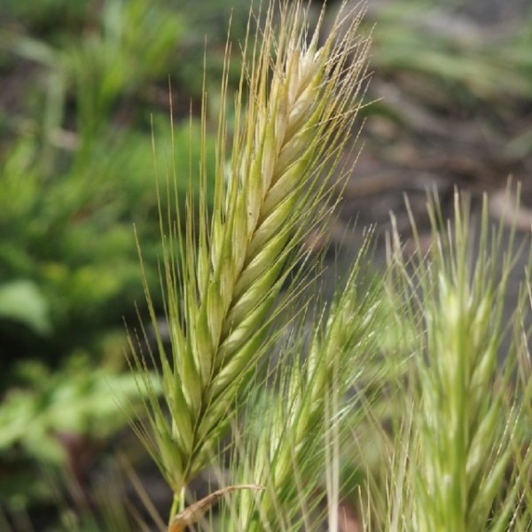 گیاه جو موشی ( Barley grass )