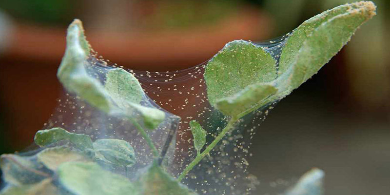 آفت کنه عنکبوتی در گیاهان آپارتمانی و روش های از بین بردن آن