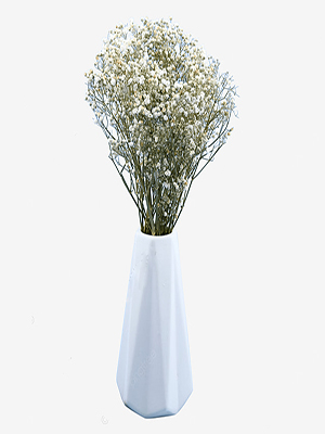گل خشک ژیپسوفیلا