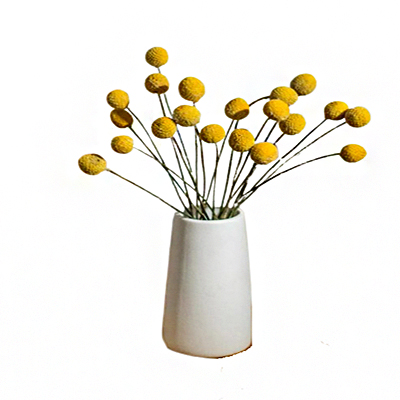 گل خشک توپ خورشید ( کراسپدیا )